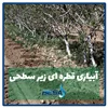 آبیاری قطره ای زیرسطحی